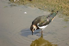 Kiebitz, Vanellus vanellus (3)