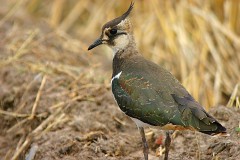 Kiebitz, Vanellus vanellus (4)