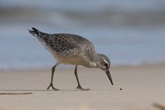 Knut, Calidris canutus, Nr.2