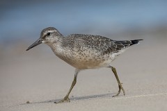 Knut, Calidris canutus, Nr.3