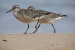Knut, Calidris canutus
