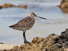 Pfuhlschnepfe, Limosa lapponica (2)