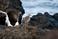 Regenbrachvogel, Numenius phaeopus (1)