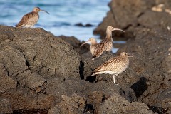 Regenbrachvogel, Numenius phaeopus (2)