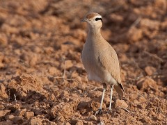 Rennvogel, Cursorius cursor (1)