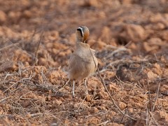 Rennvogel, Cursorius cursor (2)