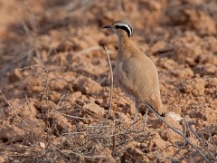 Rennvogel, Cursorius cursor (3)