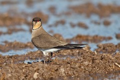 Rotflügel-Brachschwalbe, Glareola pratincola (1)