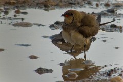 Rotflügel-Brachschwalbe, Glareola pratincola (2)