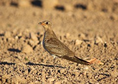 Rotflügel-Brachschwalbe, Glareola pratincola (3)