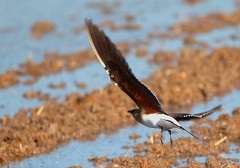 Rotflügel-Brachschwalbe, Glareola pratincola (4)