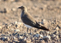 Rotflügel-Brachschwalbe, Glareola pratincola (5)