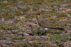 Rotflügel-Brachschwalbe, Glareola pratincola (6)