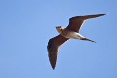 Rotflügel-Brachschwalbe, Glareola pratincola (7)