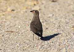 Rotflügel-Brachschwalbe, Glareola pratincola (8)