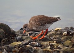 Rotschenkel, Tringa totanus (3)