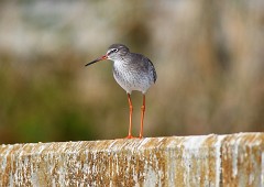 Rotschenkel, Tringa totanus (5)