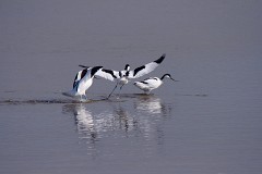 Säbelschnäbler, Recurvirostra avosetta (1)