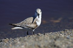 Sanderling, Calidris alba (2)