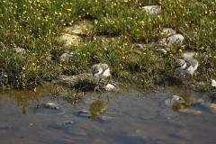 Sandregenpfeifer, Charadrius hiaticula (10)