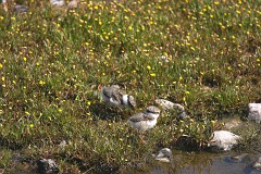 Sandregenpfeifer, Charadrius hiaticula (11)