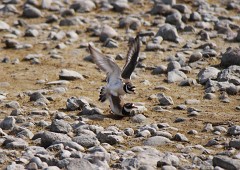 Sandregenpfeifer, Charadrius hiaticula (5)