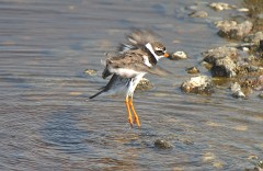 Sandregenpfeifer, Charadrius hiaticula (7)