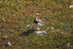 Sandregenpfeifer, Charadrius hiaticula (9)