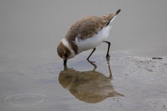 Seeregenpfeifer, Charadrius alexandrinus (1)
