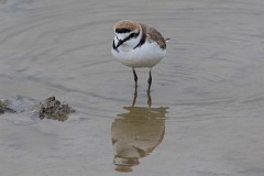 Seeregenpfeifer, Charadrius alexandrinus (2)