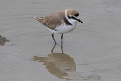 Seeregenpfeifer, Charadrius alexandrinus (3)