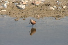 Sichelstrandläufer, Calidris ferruginea (1)