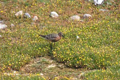 Sichelstrandläufer, Calidris ferruginea (2)