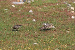 Sichelstrandläufer, Calidris ferruginea (3)