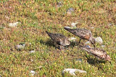 Sichelstrandläufer, Calidris ferruginea (4)