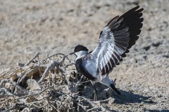 Spornkiebitz, Vanelus spinosus (1)