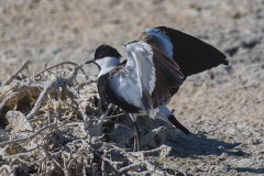 Spornkiebitz, Vanelus spinosus (2)