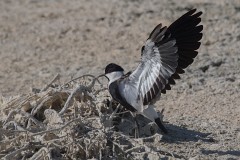 Spornkiebitz, Vanelus spinosus (3)