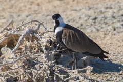 Spornkiebitz, Vanelus spinosus (4)