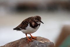 Steinwälzer, Arenaria interpres (3)