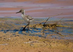 Stelzenläufer, Himantopus himantopus (1)