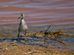 Stelzenläufer, Himantopus himantopus (2)