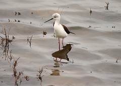 Stelzenläufer, Himantopus himantopus (4)