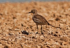 Triel, Burhinus oedicnemus (1)