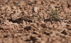 Triel, Burhinus oedicnemus (2)