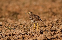 Triel, Burhinus oedicnemus (3)