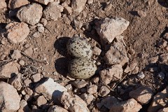 Triel, Burhinus oedicnemus (4)