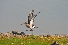 Uferschnepfe Limosa limosa (1)