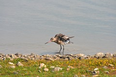 Uferschnepfe Limosa limosa (2)
