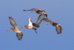 Uferschnepfe Limosa limosa (3)